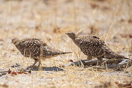 Namaqua Sandgrouse