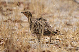 Namaqua Sandgrouse