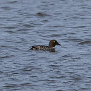 Common Goldeneye