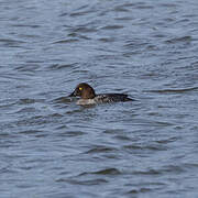 Common Goldeneye