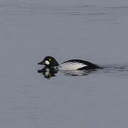 Common Goldeneye