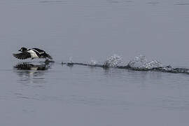 Common Goldeneye