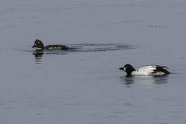 Common Goldeneye