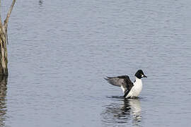 Common Goldeneye