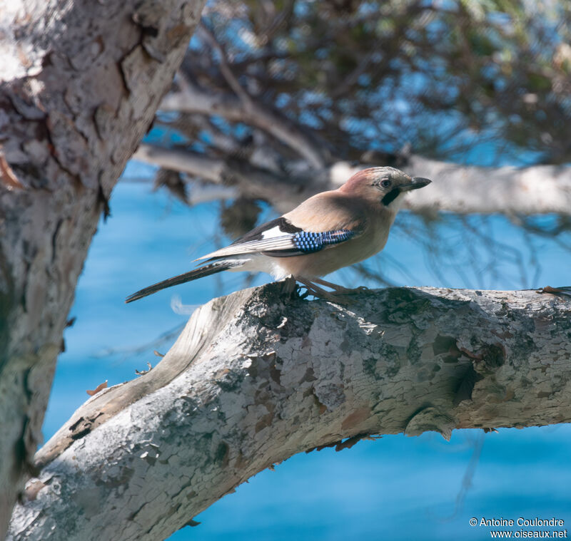 Eurasian Jayadult