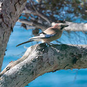 Eurasian Jay