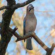 Eurasian Jay