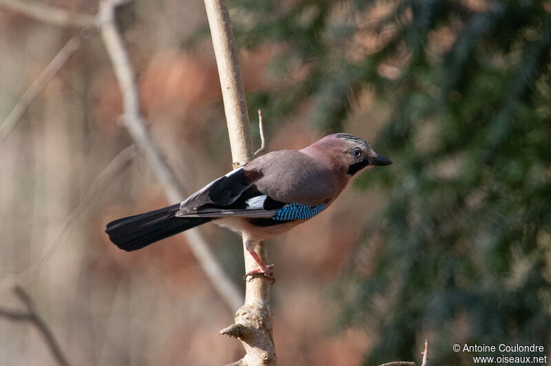 Eurasian Jayadult