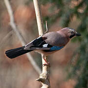 Eurasian Jay