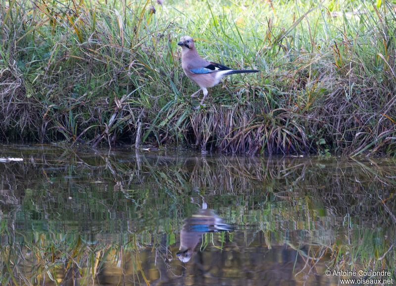 Eurasian Jayadult