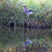 Eurasian Jay