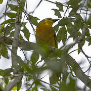 Grey-headed Bushshrike