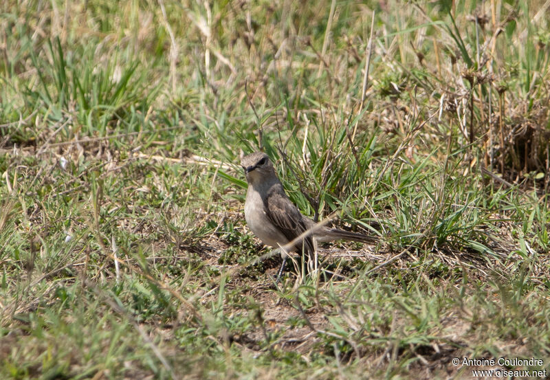 Gobemouche à petit becadulte