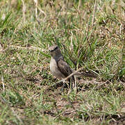 African Grey Flycatcher