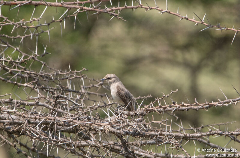 African Grey Flycatcher