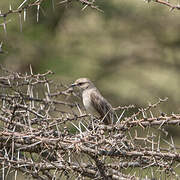 African Grey Flycatcher