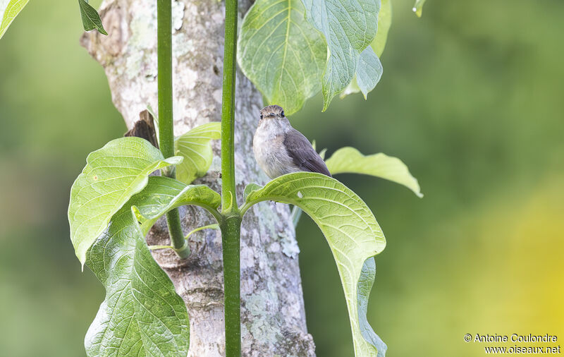 White-eyed Slaty Flycatcheradult