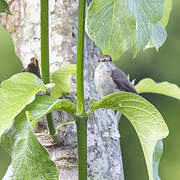 White-eyed Slaty Flycatcher