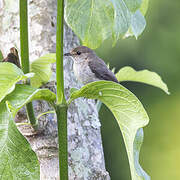 White-eyed Slaty Flycatcher