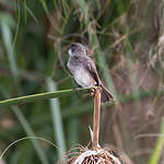 Gobemouche des marais