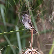 Swamp Flycatcher