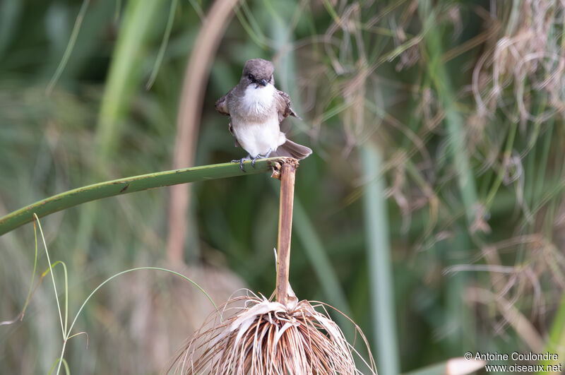 Swamp Flycatcheradult