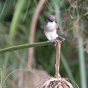 Swamp Flycatcher