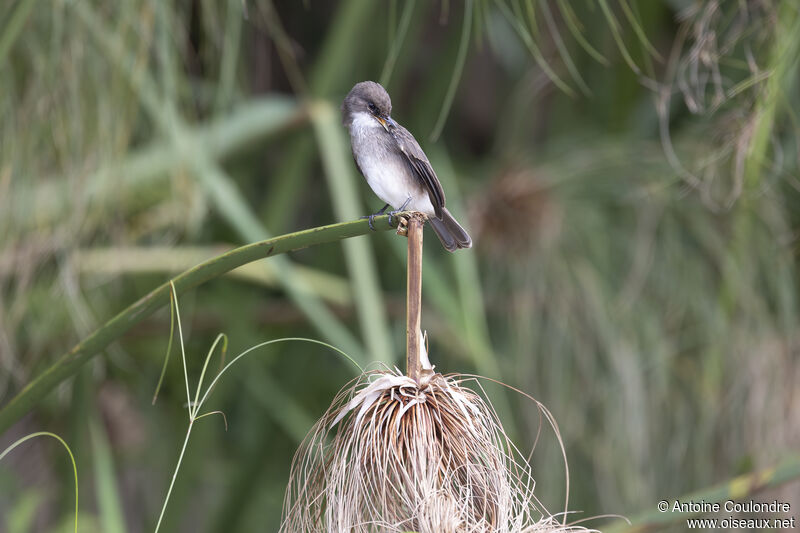 Gobemouche des maraisadulte