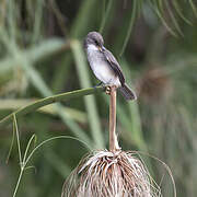 Swamp Flycatcher