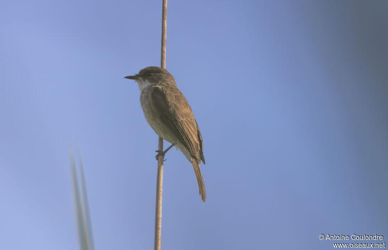 Swamp Flycatcheradult