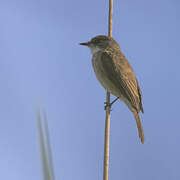 Swamp Flycatcher