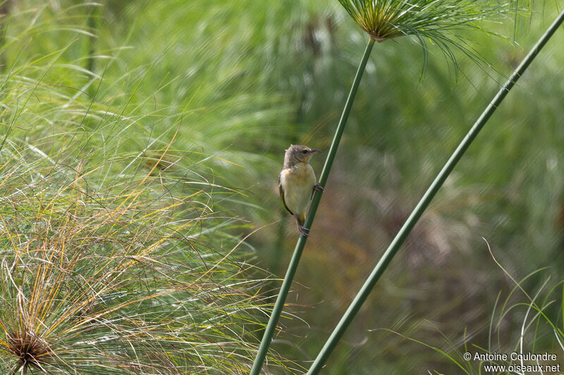 Swamp Flycatcheradult