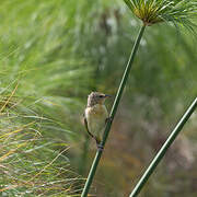 Swamp Flycatcher