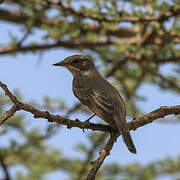 Spotted Flycatcher