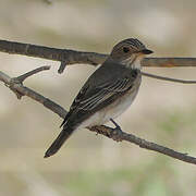 Spotted Flycatcher