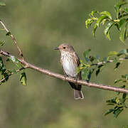 Spotted Flycatcher