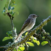 Spotted Flycatcher