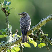 Spotted Flycatcher