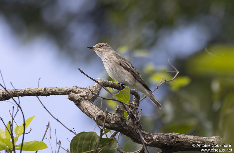 Spotted Flycatcheradult