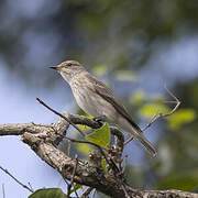 Spotted Flycatcher