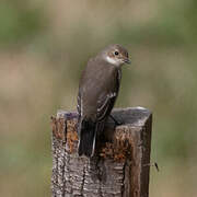 European Pied Flycatcher