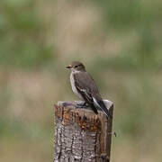 European Pied Flycatcher