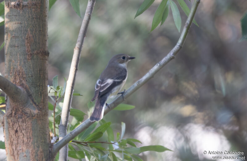 European Pied Flycatcheradult