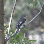 European Pied Flycatcher