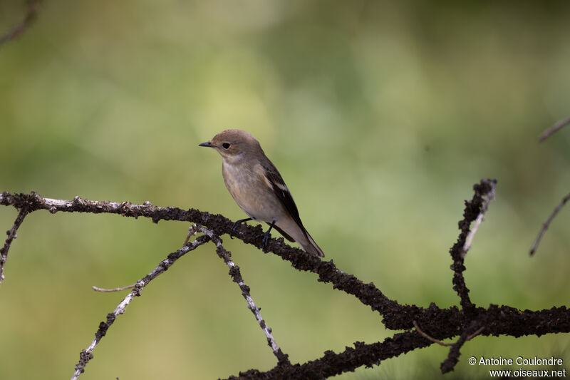 European Pied Flycatcheradult