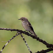 European Pied Flycatcher