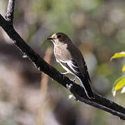 European Pied Flycatcher