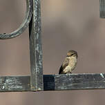 Gobemouche sombre