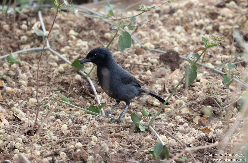 Southern Black Flycatcheradult