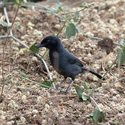 Southern Black Flycatcher